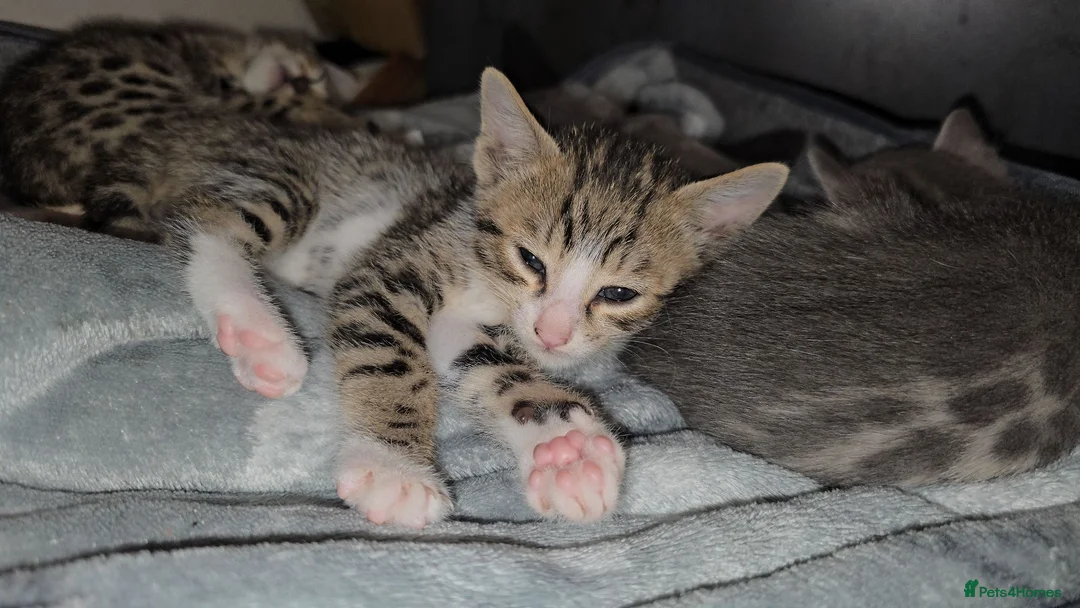 Bengal cats for sale: Savannah x bengal ONE MALE LEFT - Advert 1