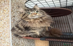 Maine Coon cats for sale: XL Russian Lines TICA registered Maine Coon Boy - Image 19