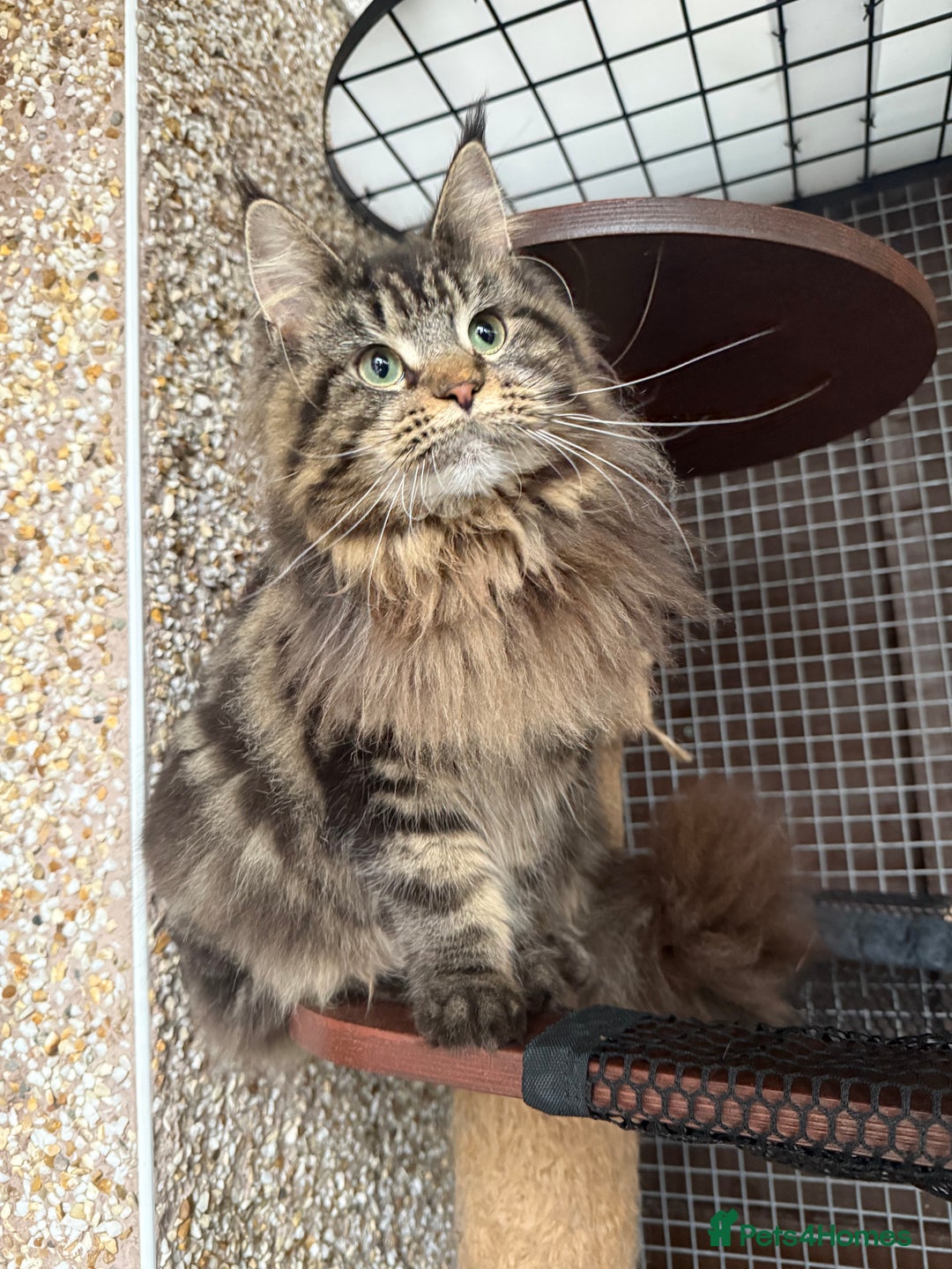 Maine Coon cats for sale: XL Russian Lines TICA registered Maine Coon Boy - Image 19