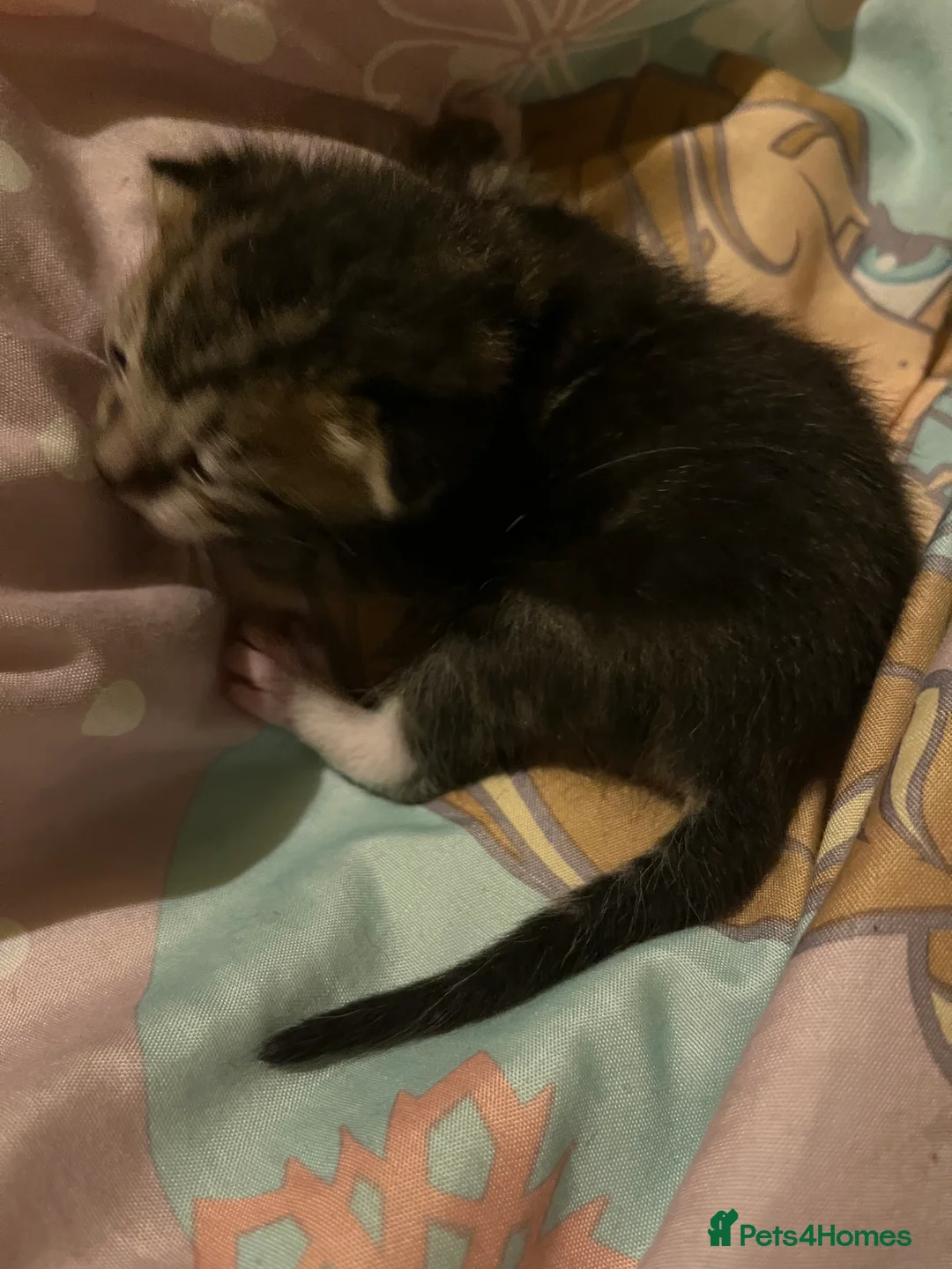 Mixed Breed cats for sale: Gorgeous bengal cross kittens  - Advert 6