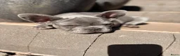 French Bulldog dogs for sale: Beautiful French Bulldog Puppies  - Advert 3