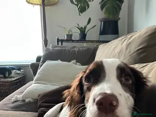 Sprocker dogs 5 month old Sprocker - Advert 1