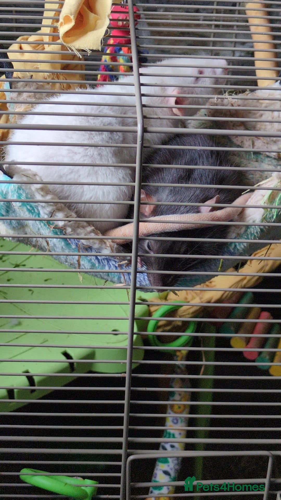 Rat rodents for sale: 2 Rats for rehoming - Image 4