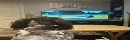 Cocker Spaniel dogs for sale: Affectionate 18 months Female Show Cocker Spaniel in Warwick - Advert 3