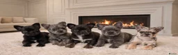 French Bulldog dogs for sale: Fluffy french bulldogs  - Advert 1