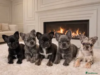 French Bulldog dogs Fluffy french bulldogs - Advert 2