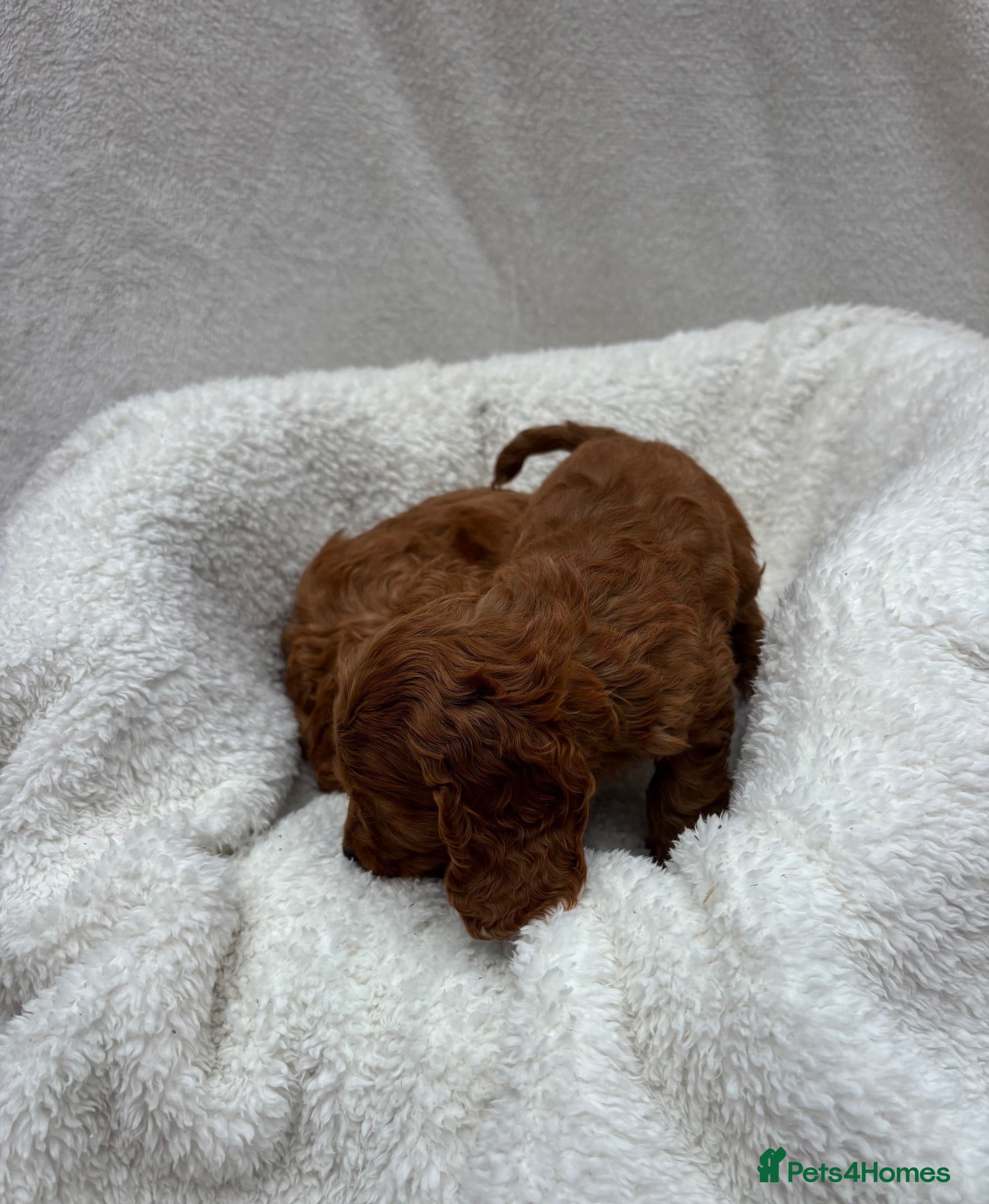 Cavapoo dogs Cavapoo puppies - Advert 2