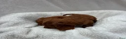Cavapoo dogs for sale: Cavapoo puppies - Advert 7