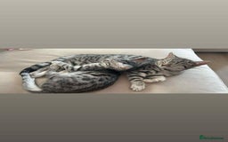 Bengal cats for sale: Two beautiful BSH/Bengal mix cats for sale  - Image 1