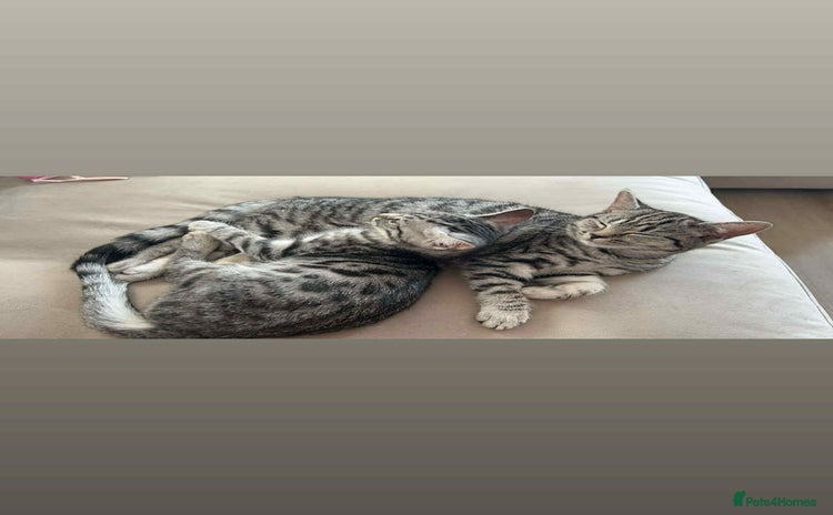 Bengal cats - Advert 9