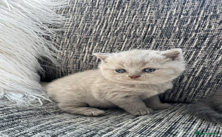 Scottish Fold cats - Advert 1