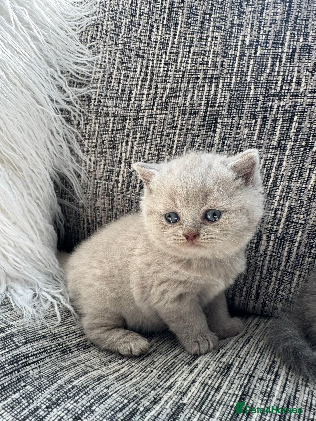 Scottish Fold cats for sale: Beautiful TICA reg Scottish Fold/Straight Kittens  - Image 1