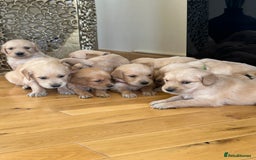 Golden Retriever dogs for sale: Golden retriever puppies for sale  - Image 31