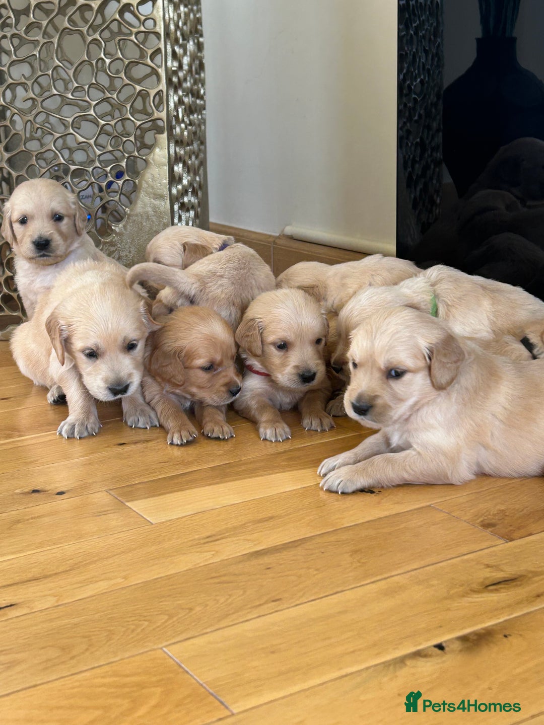 Golden Retriever dogs for sale: Golden retriever puppies for sale  - Image 31