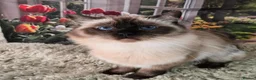 Ragdoll cats for sale: 3 year old Seal point girl - Advert 3