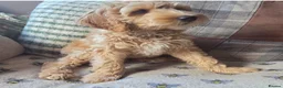 Australian Labradoodle dogs for sale: READY NOW! Therapy Aus x Irish dood multi gen mix  - Advert 9