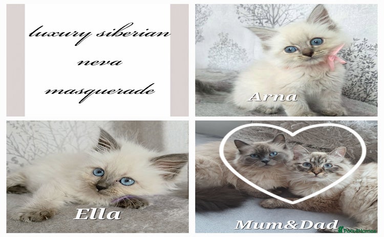 Siberian cats - Advert 3