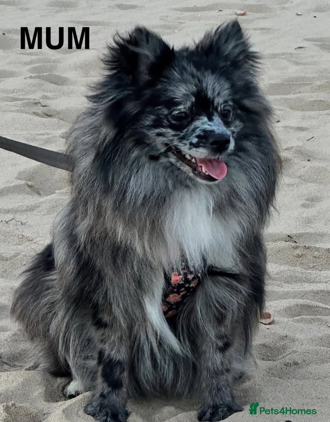 Pomeranian dogs for sale: Pomeranian  - Advert 2