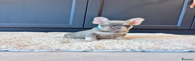 French Bulldog 2
