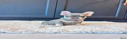 French Bulldog dogs for sale: French Bulldog Pups - Advert 18