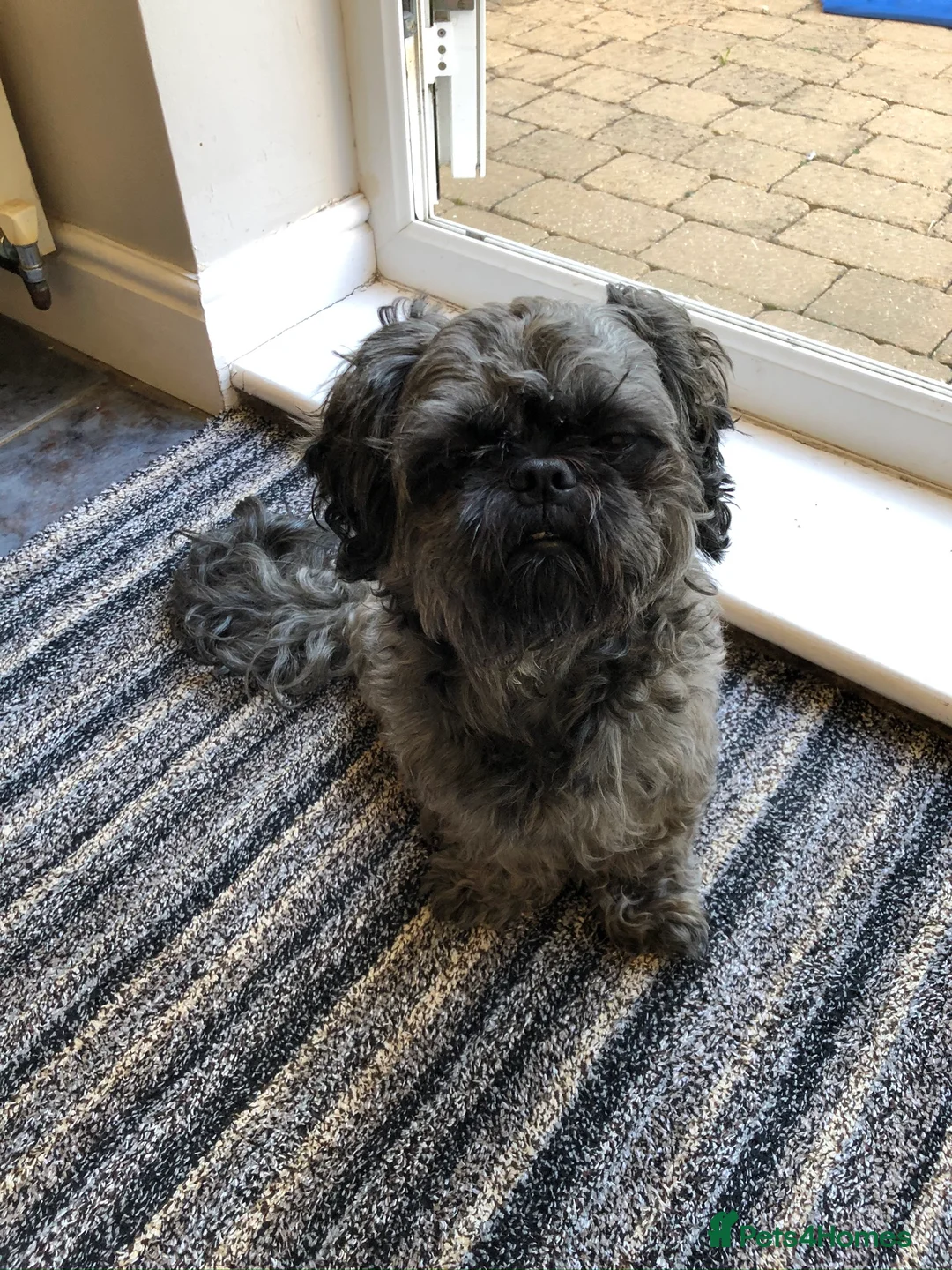 Shih Tzu dogs for stud: Stud only  in Bishop's Stortford - Advert 7