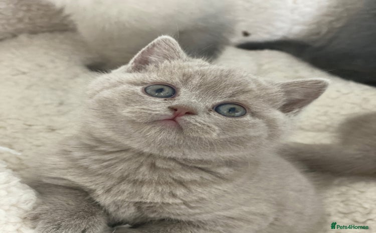 British Shorthair cats - Advert 12