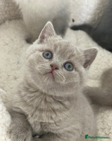 British Shorthair cats - Advert 15