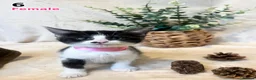 Maine Coon cats for sale: Maine Coon x Kittens | Black Smoke Mum 🖤🤍 - Advert 8