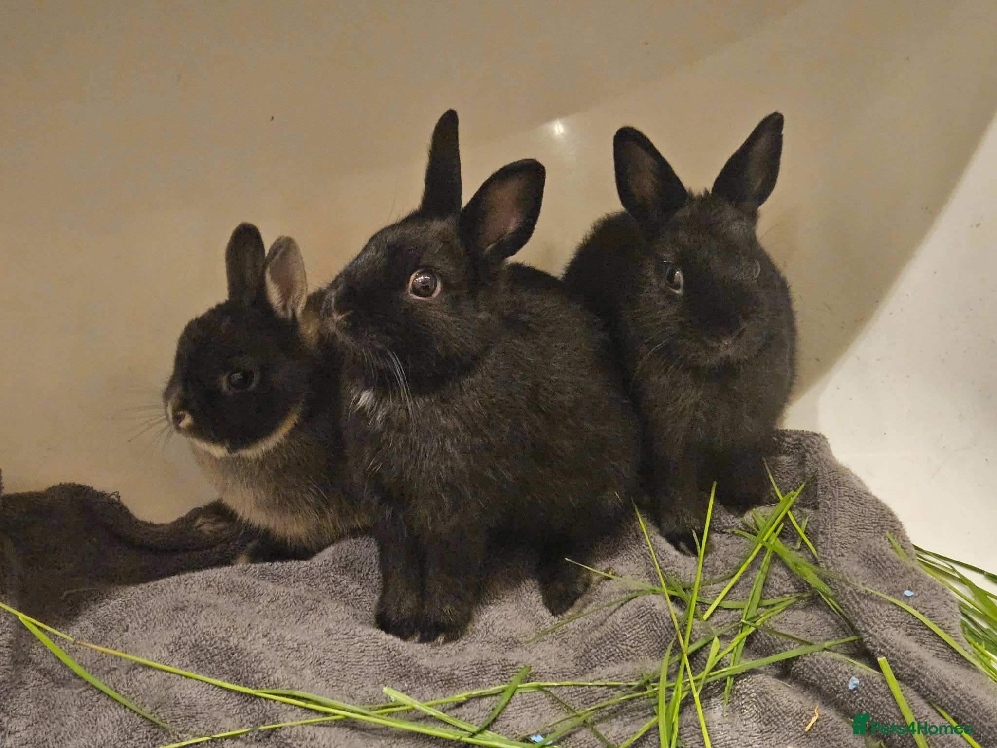 Dwarf Lop rabbits for sale: 3 Male Dwarf Rabbits (+Optional Cage Setup) in Ashton-under-Lyne - Advert 1