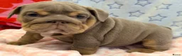 English Bulldog dogs for sale: Stunning kc English bulldog puppies, Ready now!!! - Advert 11