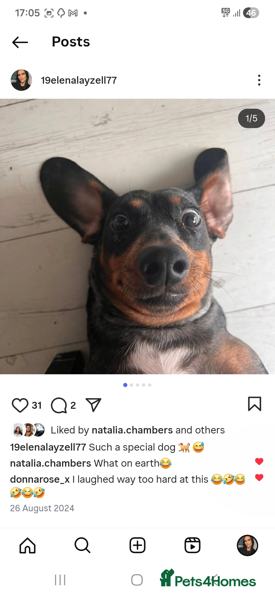 Dachshund dogs for sale: Standard dapple Dachsund  - Advert 7