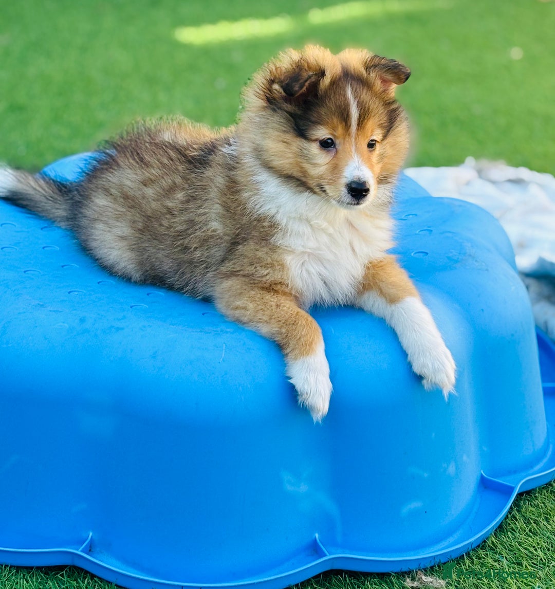 Shetland Sheepdog dogs for sale: Beautiful Shetland Sheepdog Puppies  in Goole - Image 13