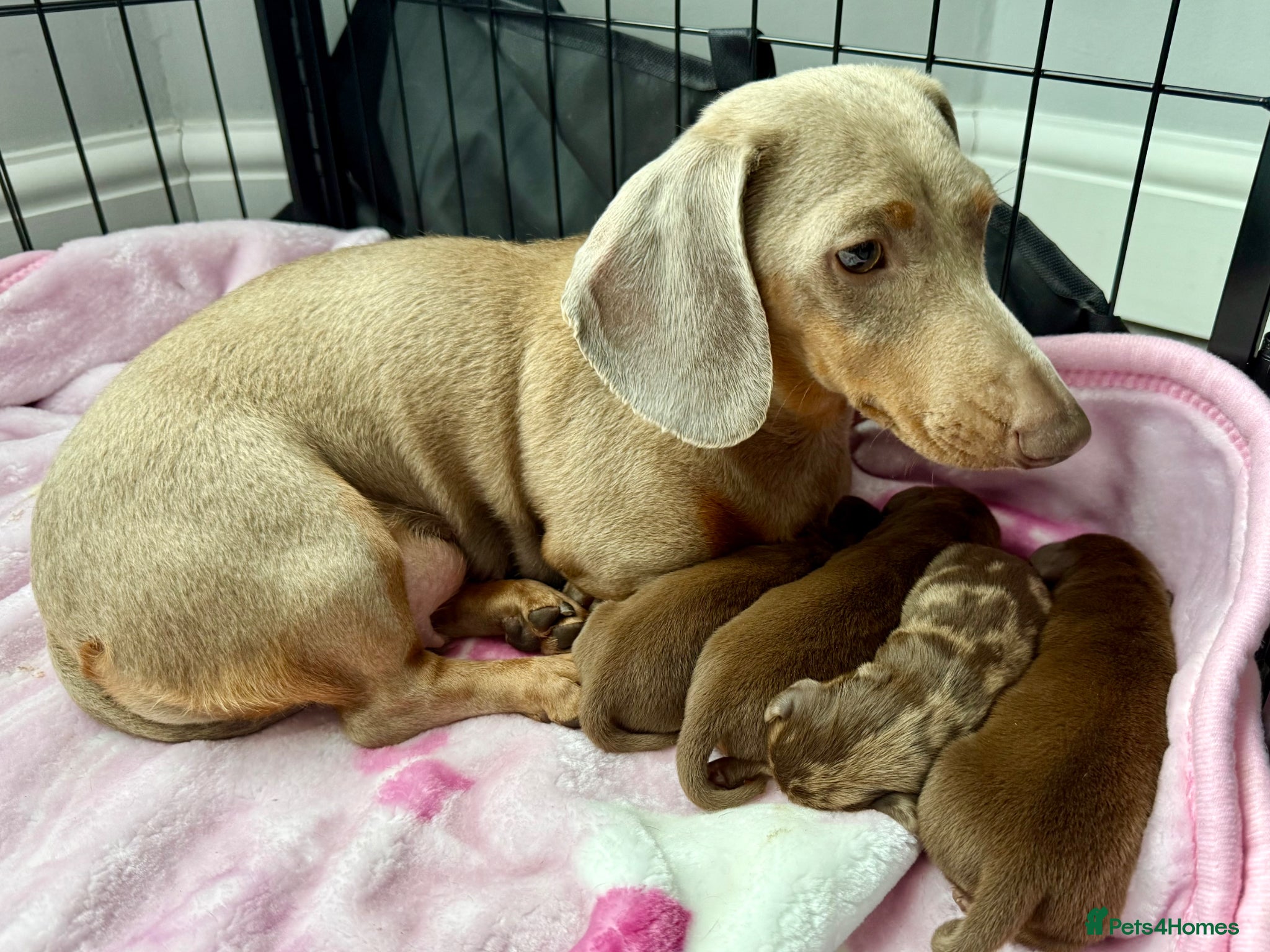 Miniature Dachshund dogs True miniature dachshunds - Advert 1