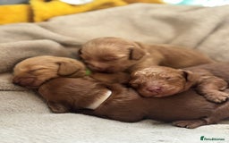 Cockapoo dogs for sale: 2 weeks old cockapoos  - Image 1