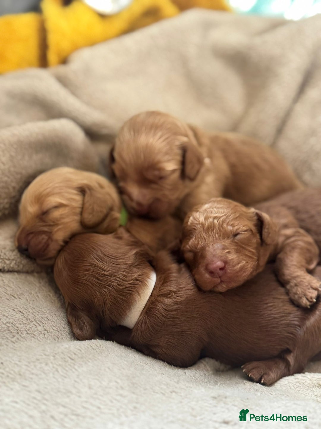 Cockapoo dogs for sale: 2 weeks old cockapoos  - Image 1