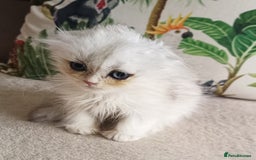 Scottish Fold cats for sale: Scottish Fold Kittens ( Delivery available) - Image 4