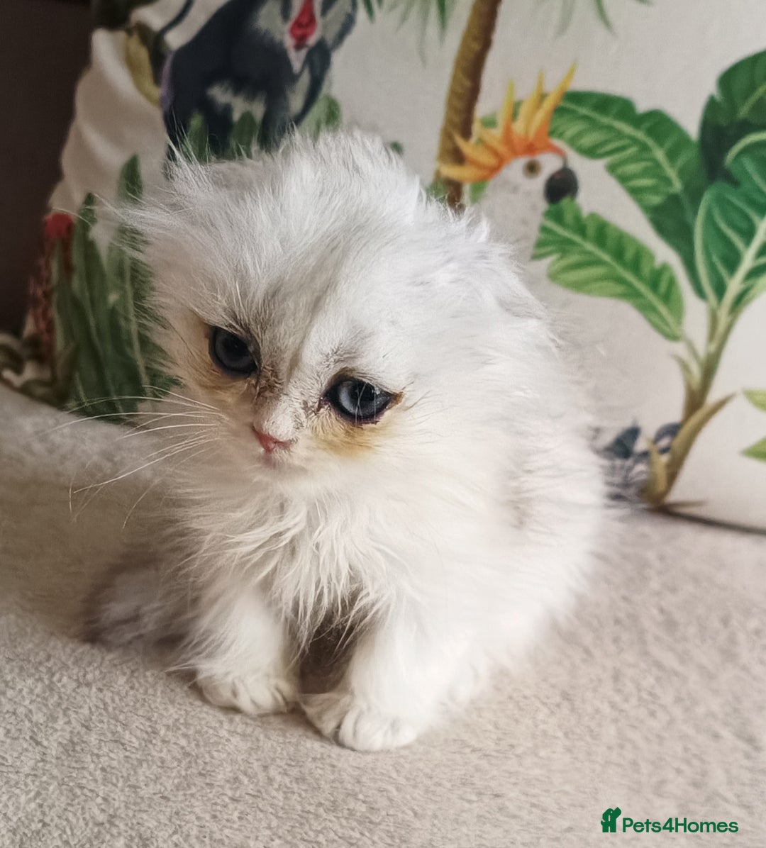 Scottish Fold cats for sale: Scottish Fold Kittens ( Delivery available) - Image 4