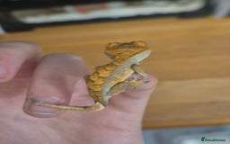 Gecko reptiles for sale: Beautiful Unsexed Crested Geckos ⬇️  - Image 16