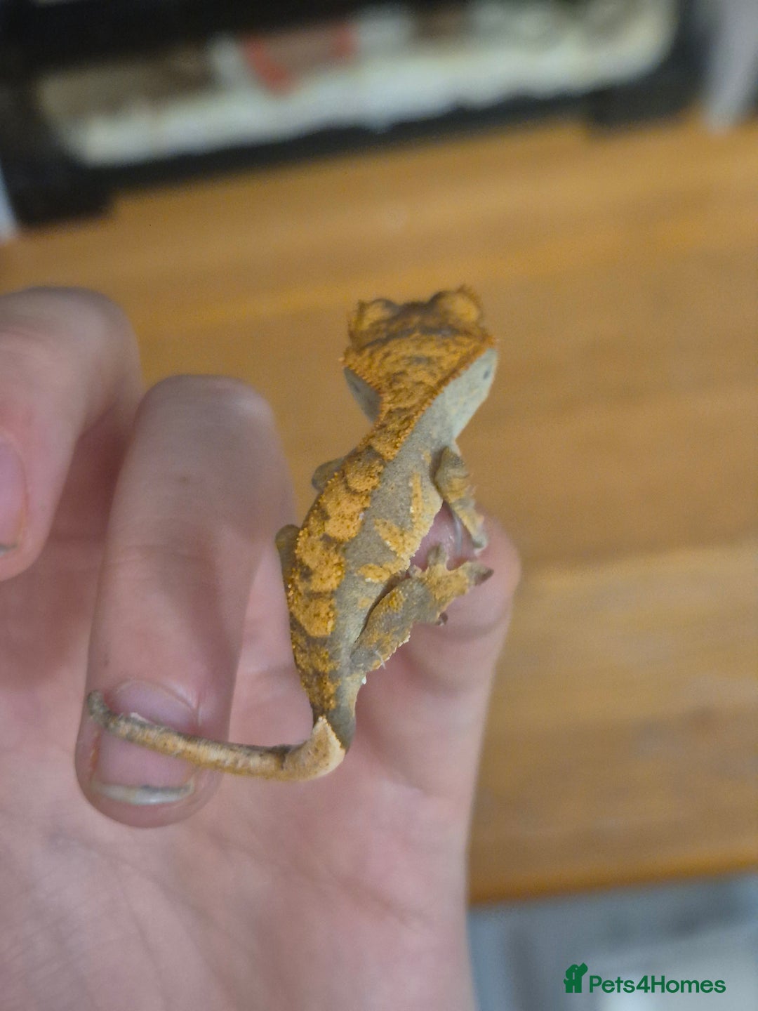 Gecko reptiles for sale: Beautiful Unsexed Crested Geckos ⬇️  - Image 16