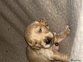 Goldendoodle dogs F1 golden doodle 6 left viewings from 5th onwards - Advert 5