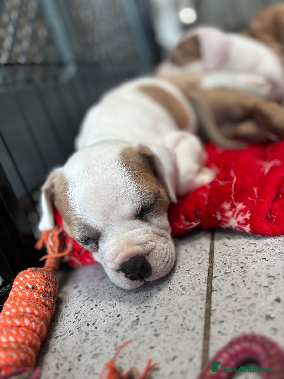 Staffordshire Bull Terrier dogs for sale: Ready now !! - Image 32