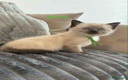 Ragdoll cats for sale: 5 Adorable Ragdoll Kittens🐾 - Image 19