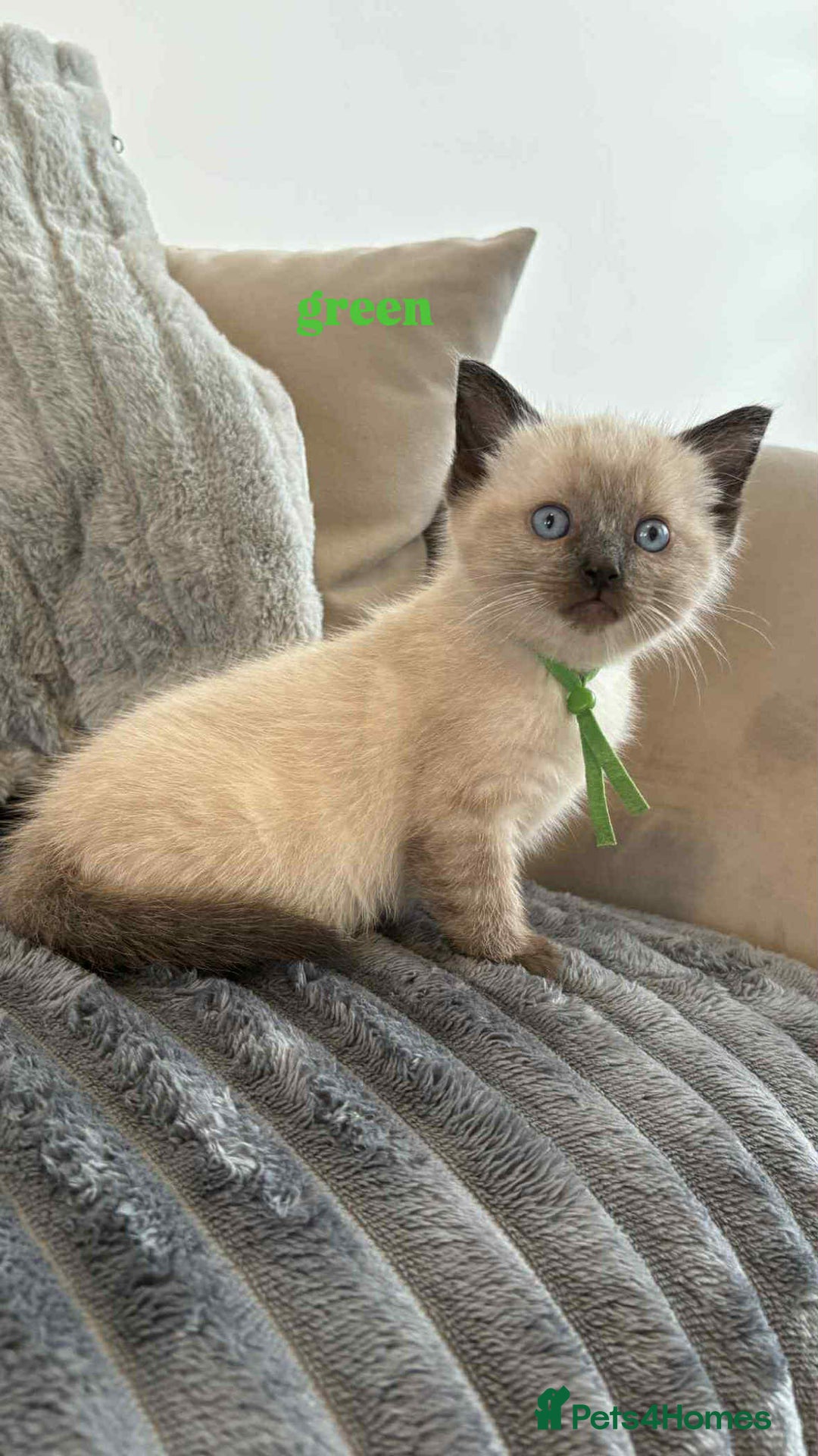 Ragdoll cats for sale: 5 Adorable Ragdoll Kittens🐾 - Image 19