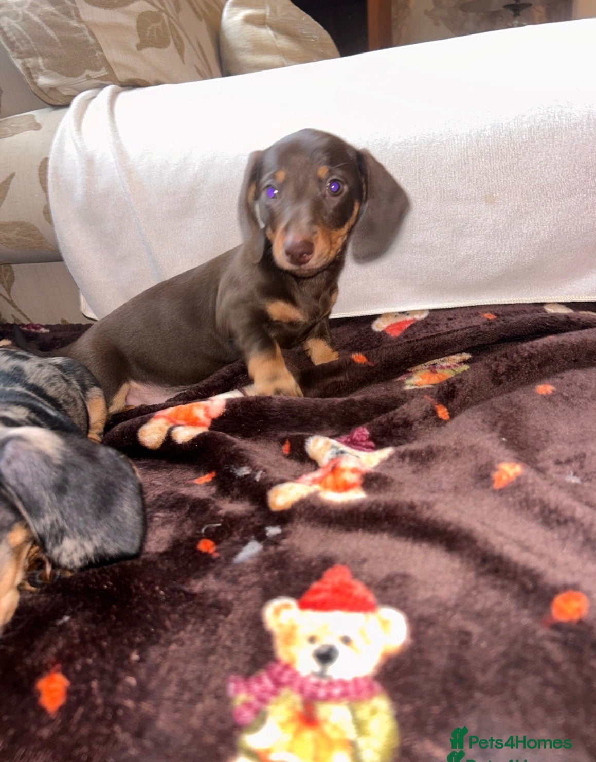 Miniature Dachshund dogs Miniature dashaund puppy’s ready now  - Advert 18