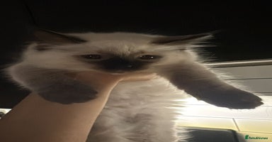 Ragdoll cats - Advert 3