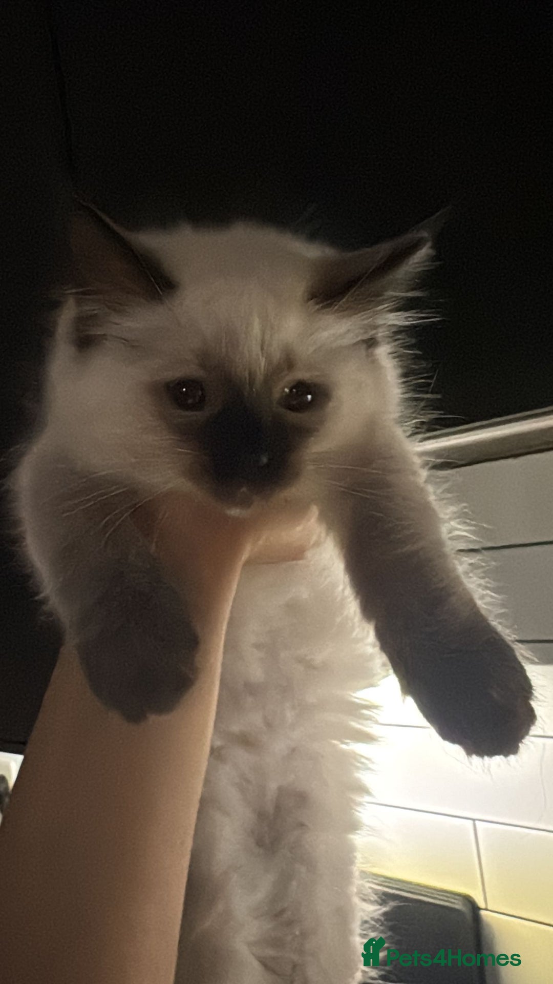 Ragdoll cats for sale: 🐾 Ragdoll Kittens Ready for Their Forever Homes  - Image 3