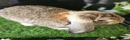 French Lop rabbits for sale: Vaccinated Giant French Lop Babies  - Advert 4