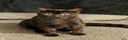 Mixed Breed cats for sale: black  - Advert 3