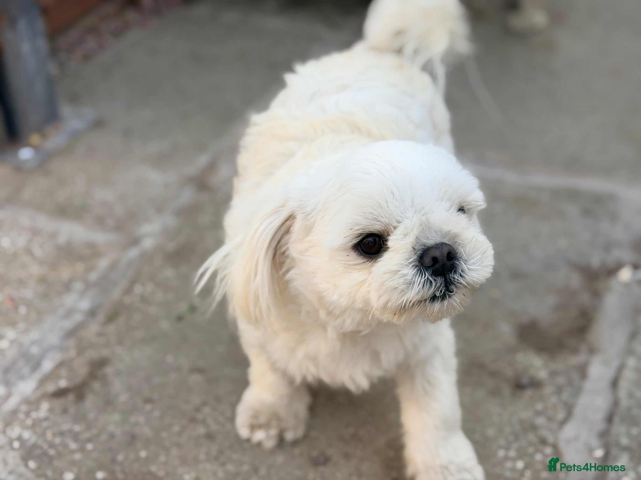 Maltese dogs Full Korean Male Maltese - Advert 2