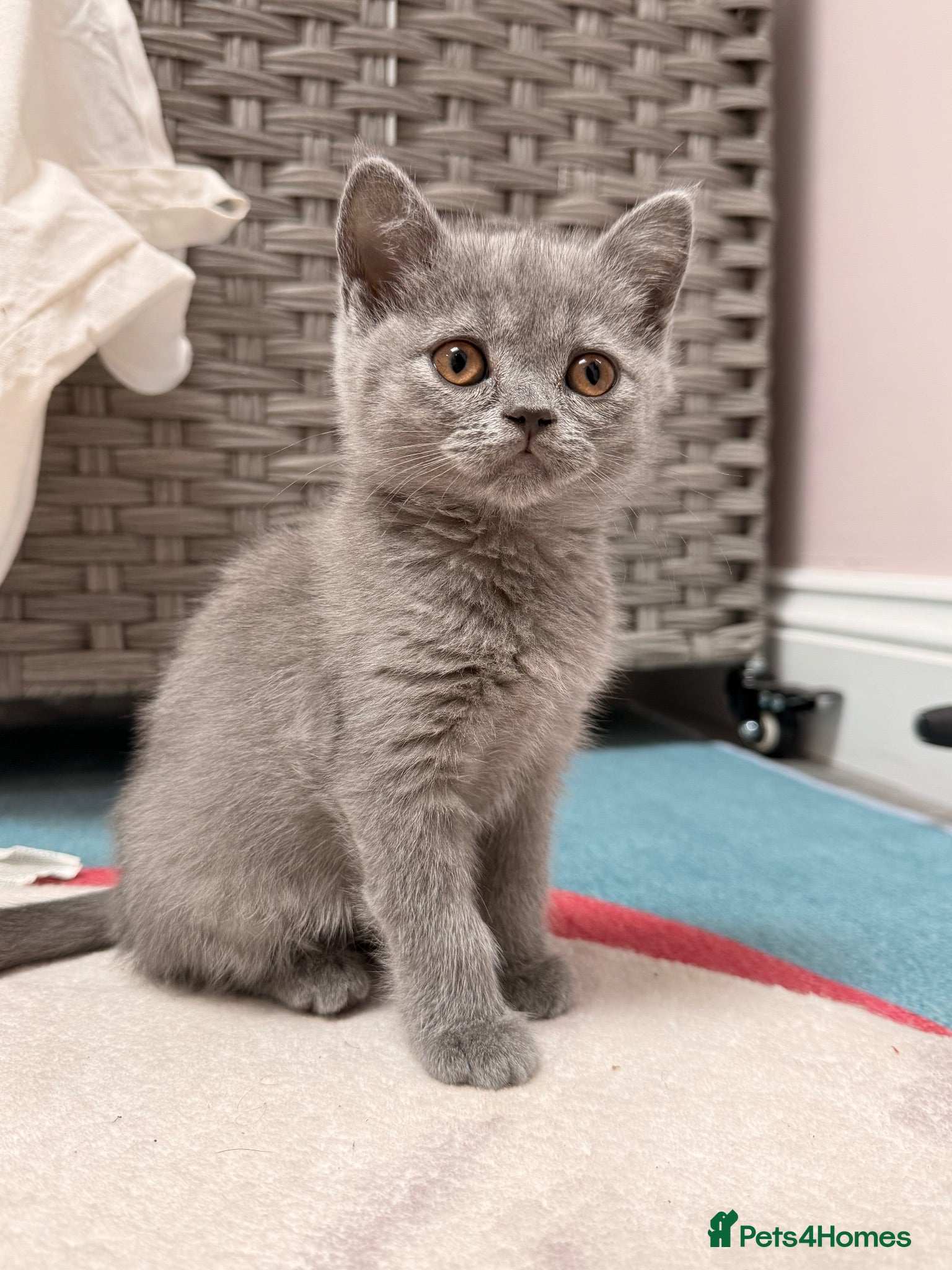 British Shorthair cats British shorthair kittens  - Advert 6